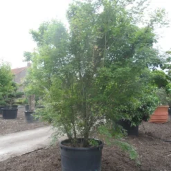 Japanse Esdoorn (Acer Palmatum) 28 Japanse Esdoorn (Acer Palmatum) -Tuin Glimmer Verkoop acer palmatum 350 400 c500 2