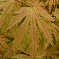 Japanse Esdoorn (Acer Palmatum 'Ariadne') -Tuin Glimmer Verkoop acer palmatum ariadne 1