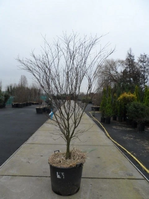 Japanse Esdoorn (Acer Palmatum 'Atropurpureum') 14 Japanse Esdoorn (Acer Palmatum 'Atropurpureum') - Afbeelding 12