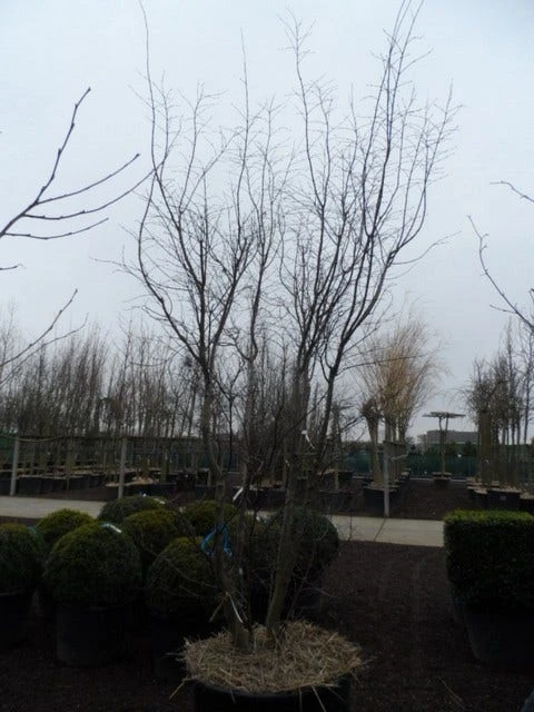 Japanse Esdoorn (Acer Palmatum 'Atropurpureum') 15 Japanse Esdoorn (Acer Palmatum 'Atropurpureum') - Afbeelding 13