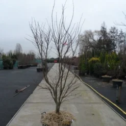 Japanse Esdoorn (Acer Palmatum 'Fireglow') -Tuin Glimmer Verkoop acer palmatum atropurpureum fireglow 200 250 c110