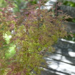 Japanse Esdoorn (Acer Palmatum 'Beni-komachi')