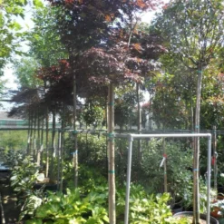 Japanse Esdoorn (Acer Palmatum 'Fireglow') -Tuin Glimmer Verkoop acer palmatum fireglow 12 14ho cont