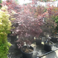 Japanse Esdoorn (Acer Palmatum 'Fireglow') -Tuin Glimmer Verkoop acer palmatum fireglow 150 175 c50