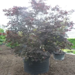 Japanse Esdoorn (Acer Palmatum 'Fireglow') -Tuin Glimmer Verkoop acer palmatum fireglow solitair c1500 extra