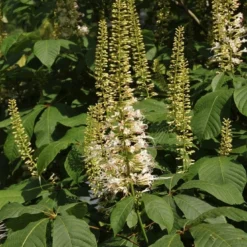 Herfstpaardenkastanje (Aesculus Parviflora)