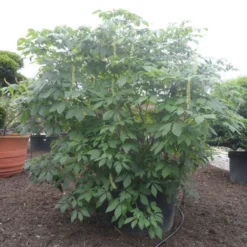 Herfstpaardenkastanje (Aesculus Parviflora) -Tuin Glimmer Verkoop aesculus parviflora 250 300 c1000