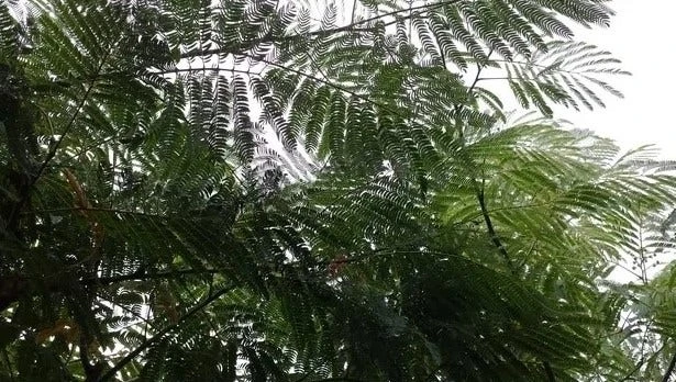 Perzische Slaapboom Als Struik (Albizia Julibrissin) 4 Perzische Slaapboom Als Struik (Albizia Julibrissin) - Afbeelding 2