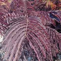 Perzische Slaapboom Als Struik (Albizia 'Summer Chocolate') 14 Perzische Slaapboom Als Struik (Albizia 'Summer Chocolate') -Tuin Glimmer Verkoop albizia summer chocalate 125cm 2
