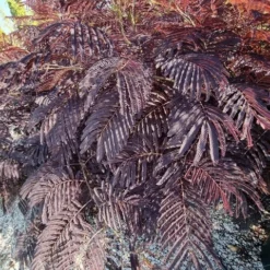Perzische Slaapboom Als Struik (Albizia 'Summer Chocolate') 15 Perzische Slaapboom Als Struik (Albizia 'Summer Chocolate') -Tuin Glimmer Verkoop albizia summer chocalate 125cm 3