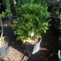 Broodboom (Aucuba Japonica 'Rozannie') -Tuin Glimmer Verkoop aucuba japonica rozannie 60 80 c20