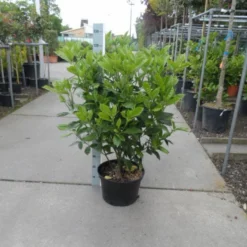 Broodboom (Aucuba Japonica 'Rozannie') -Tuin Glimmer Verkoop aucuba japonica rozannie 80 100 c25