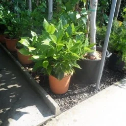 Broodboom (Aucuba Japonica 'Rozannie') -Tuin Glimmer Verkoop aucuba japonica rozannie c10