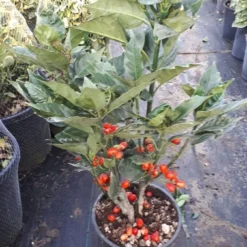 Broodboom (Aucuba Japonica 'Rozannie') -Tuin Glimmer Verkoop aucuba rozanne