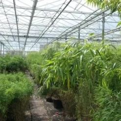 Niet Woekerende Bamboe (Fargesia Murieliae 'Jumbo') 23 Niet Woekerende Bamboe (Fargesia Murieliae 'Jumbo') -Tuin Glimmer Verkoop bamboe 1