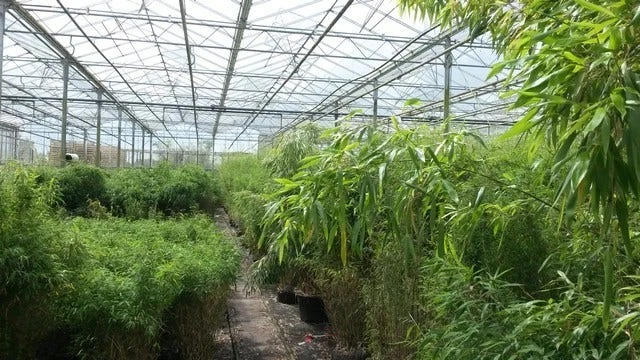 Niet Woekerende Bamboe (Fargesia Murieliae 'Jumbo') 13 Niet Woekerende Bamboe (Fargesia Murieliae 'Jumbo') - Afbeelding 11