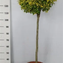 Kardinaalshoed Op Stam (Euonymus Japonicus 'Aureus') -Tuin Glimmer Verkoop bc88a2ba3e99a73a1f95554f396bcc6d