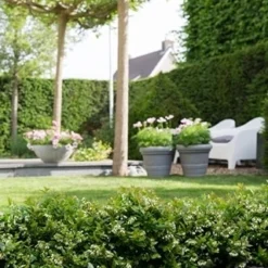 BerryBux Blauwe Bes (Vaccinium Angustifolium ’BerryBux') -Tuin Glimmer Verkoop berrybux heg bloei hr 4095 1