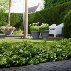 BerryBux Blauwe Bes (Vaccinium Angustifolium ’BerryBux') -Tuin Glimmer Verkoop berrybux heg bloei hr 4057 1