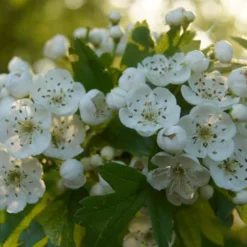 Nieuwkomers 12 Ondoordringbare Haag, Hoog