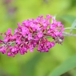 Vlinderstruik (Buddleja 'Miss Ruby') -Tuin Glimmer Verkoop buddleja miss ruby 2