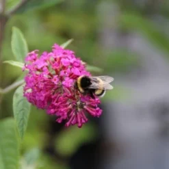 Vlinderstruik (Buddleja 'Miss Ruby') -Tuin Glimmer Verkoop buddleja miss ruby 4