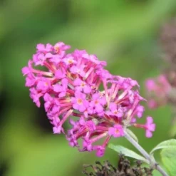 Vlinderstruik (Buddleja 'Miss Ruby') -Tuin Glimmer Verkoop buddleja miss ruby 5