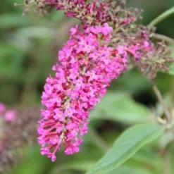 Vlinderstruik (Buddleja 'Miss Ruby') -Tuin Glimmer Verkoop buddleja miss ruby 6