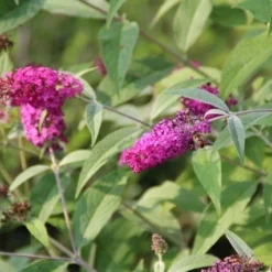Vlinderstruik (Buddleja 'Miss Ruby') -Tuin Glimmer Verkoop buddleja miss ruby 7