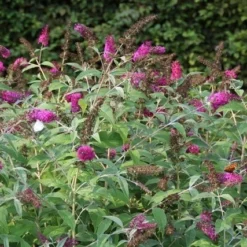Vlinderstruik (Buddleja 'Miss Ruby') -Tuin Glimmer Verkoop buddleja miss ruby 8