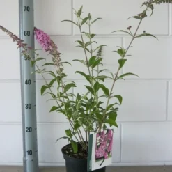 Vlinderstruik (Buddleja Davidii 'Pink Delight') 18 Vlinderstruik (Buddleja Davidii 'Pink Delight') -Tuin Glimmer Verkoop buddleja pink delight c3 bloem 19 7 2016
