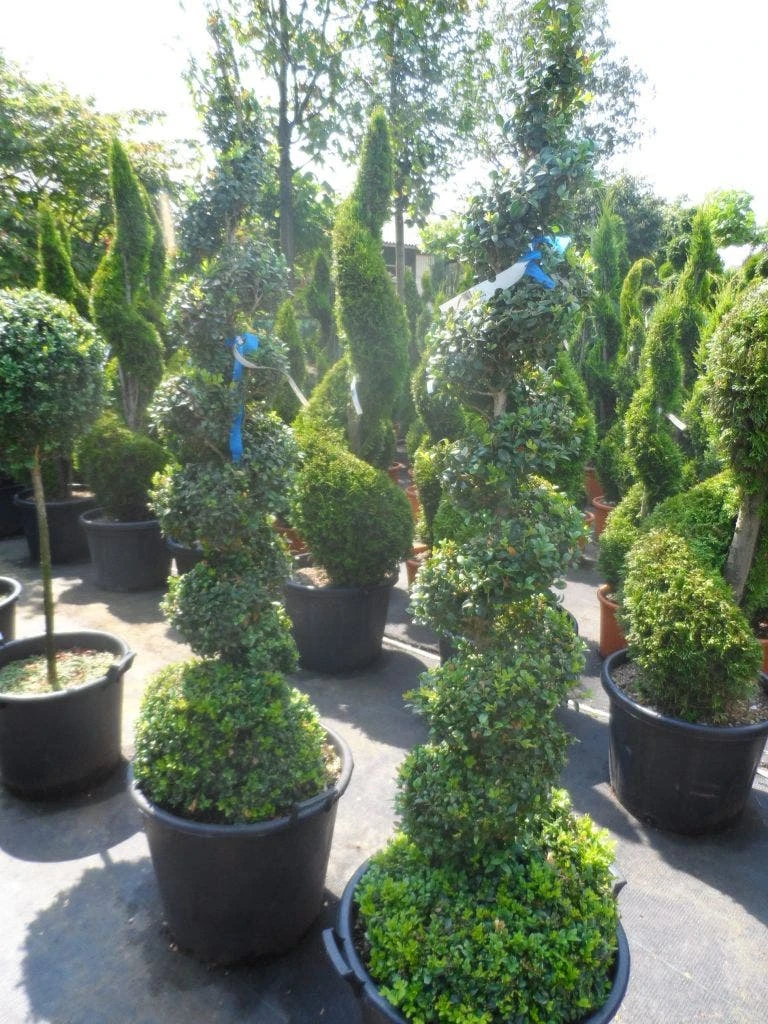 Buxus Als Spiraal (Buxus Sempervirens) 5 Buxus Als Spiraal (Buxus Sempervirens) - Afbeelding 3