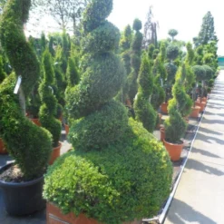 Buxus Als Spiraal (Buxus Sempervirens) 9 Buxus Als Spiraal (Buxus Sempervirens) -Tuin Glimmer Verkoop buxus sempervirens spiraal 150 175 houten bak extra dik