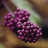 Schoonvrucht (Callicarpa Bodinieri 'Profusion') 2 Schoonvrucht (Callicarpa Bodinieri 'Profusion') -Tuin Glimmer Verkoop cabprofu 30 6