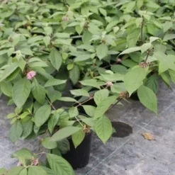 Schoonvrucht (Callicarpa Bodinieri 'Profusion') 12 Schoonvrucht (Callicarpa Bodinieri 'Profusion') -Tuin Glimmer Verkoop callicarpa bodinieri profusion 2