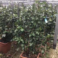 Camelia Als Leivorm (Camellia Japonica 'Bonomiana') 5 Camelia Als Leivorm (Camellia Japonica 'Bonomiana') -Tuin Glimmer Verkoop camelialei