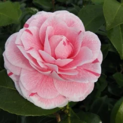 Camelia (Camellia Japonica 'Bonomiana') -Tuin Glimmer Verkoop camellia bonomiana