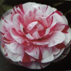 Camelia (Camellia Japonica 'Bonomiana')