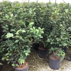 Camellia (Camellia Japonica 'Black Lace') -Tuin Glimmer Verkoop camellia c12 2