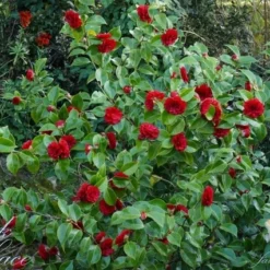 Camellia (Camellia Japonica 'Black Lace') -Tuin Glimmer Verkoop camellia ret. black lace 1