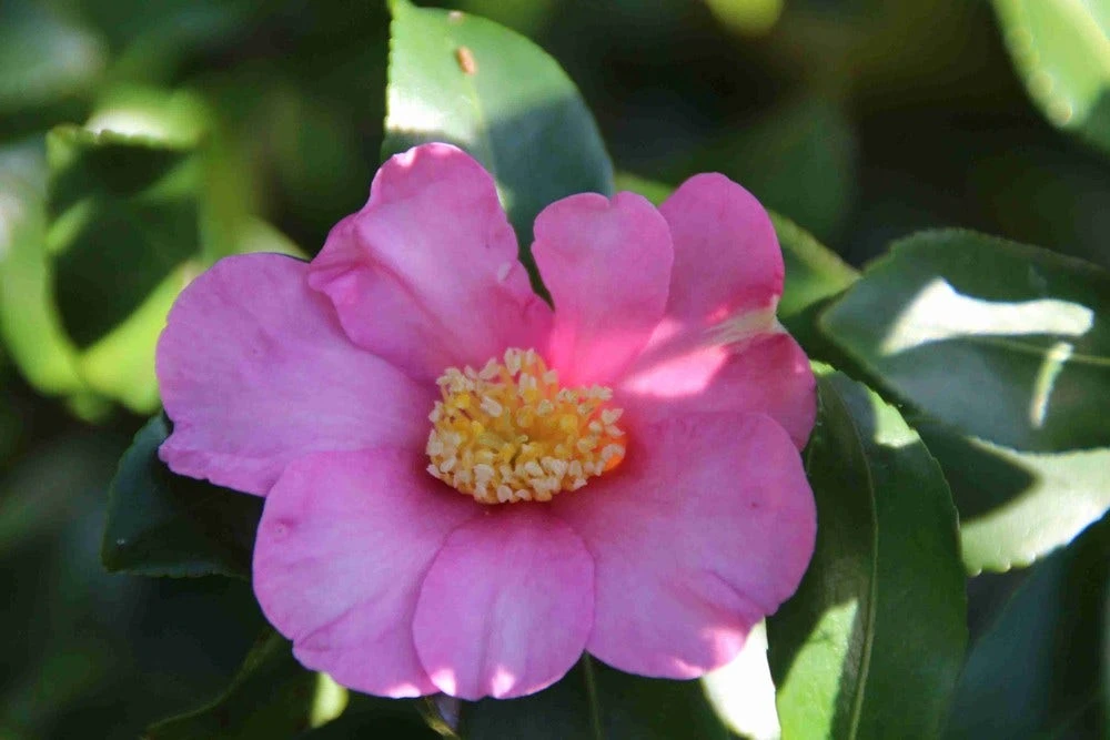 Camelia (Camellia Sasanqua) 11 Camelia (Camellia Sasanqua) - Afbeelding 9