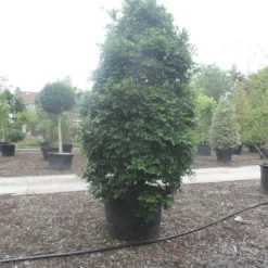 Camelia (Camellia Sasanqua) 19 Camelia (Camellia Sasanqua) -Tuin Glimmer Verkoop camellia sasanqua 300 350 c500