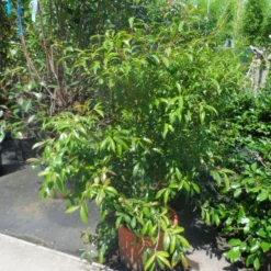 Camelia (Camellia Sasanqua) 18 Camelia (Camellia Sasanqua) -Tuin Glimmer Verkoop camellia sasanqua 60 80 100 c25