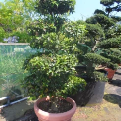 Camelia Als Bonsai (Camellia Sasanqua) 18 Camelia Als Bonsai (Camellia Sasanqua) -Tuin Glimmer Verkoop camellia sasanqua bonsai 175 200