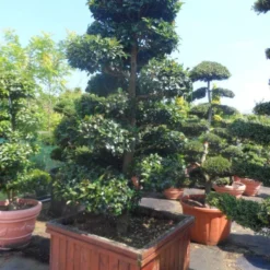 Camelia Als Bonsai (Camellia Sasanqua) 15 Camelia Als Bonsai (Camellia Sasanqua) -Tuin Glimmer Verkoop camellia sasanqua bonsai 200 225 houten bak