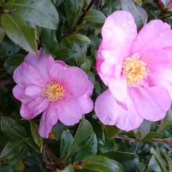 Camelia (Camellia Sasanqua) 22 Camelia (Camellia Sasanqua) -Tuin Glimmer Verkoop camellia tuin 2