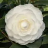 Camelia (Camellia Japonica ‘Perfection White’) 1 Camelia (Camellia Japonica ‘Perfection White’) -Tuin Glimmer Verkoop camellia white p