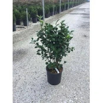 Camelia (Camellia Japonica ‘Perfection White’) 4 Camelia (Camellia Japonica ‘Perfection White’) - Afbeelding 2