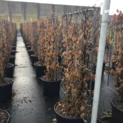 Haagbeuk Als Leivorm (Carpinus Betulus) -Tuin Glimmer Verkoop carpinus45 1