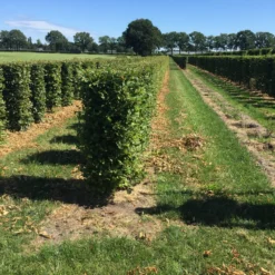 Haagbeuk Als Haagelement (Carpinus Betulus) -Tuin Glimmer Verkoop carpinus betulus 125 x 50 x 50 cm drkl haagelement 3